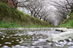 勝浦町生名桜ロマン街道2