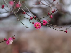 梅の花