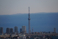 SKYTREE in the evening.