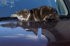 Chat