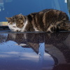 Chat