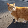 Chat