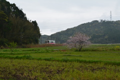 オレンジ鉄道とサクラ