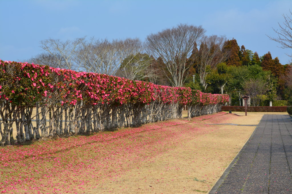 花の道