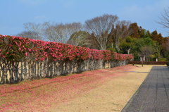 花の道