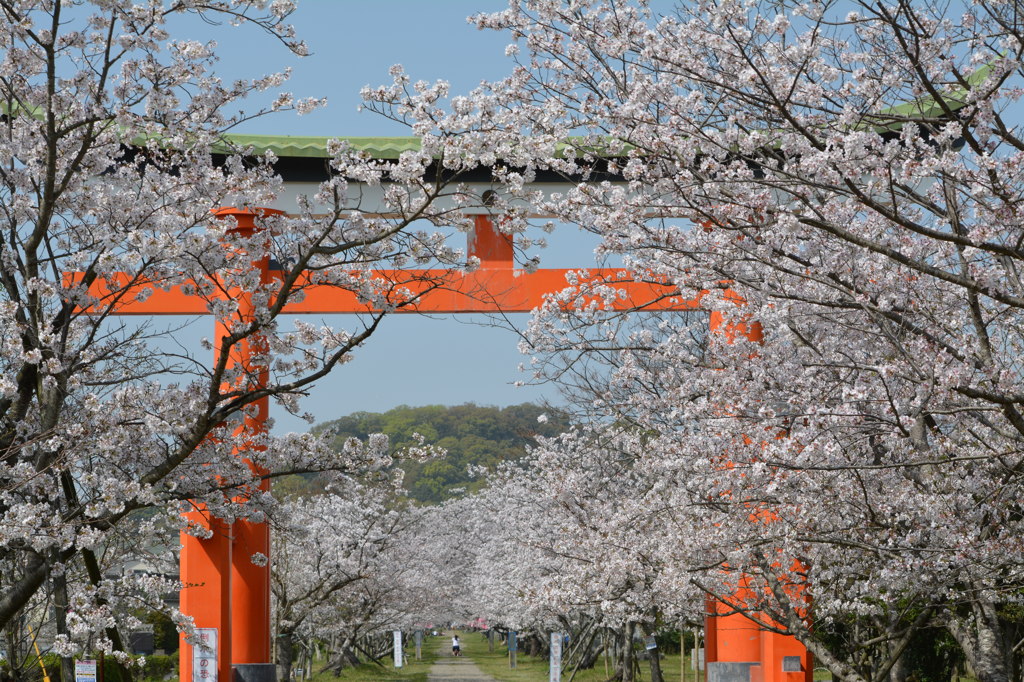 鳥居と桜