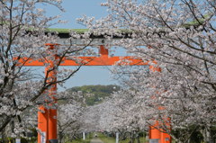 鳥居と桜