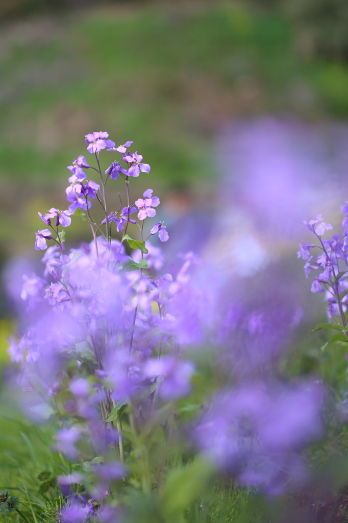 紫花菜