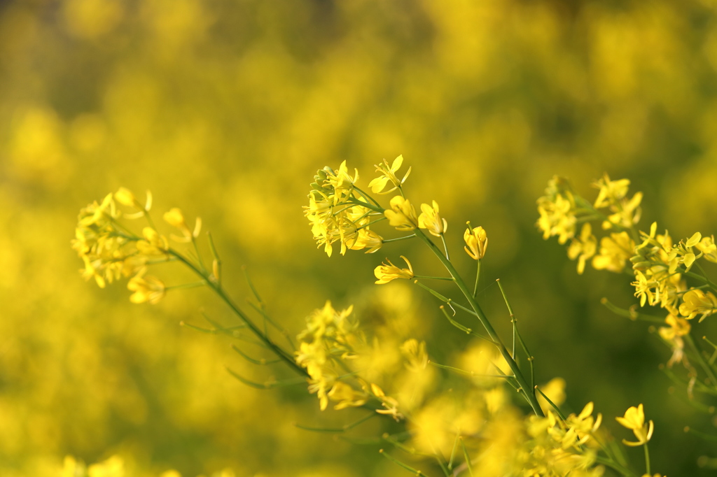 菜の花