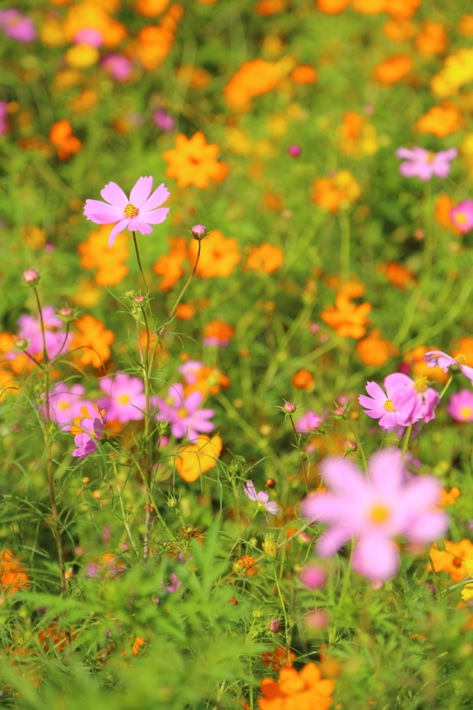 秋桜
