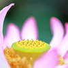 花の舞台