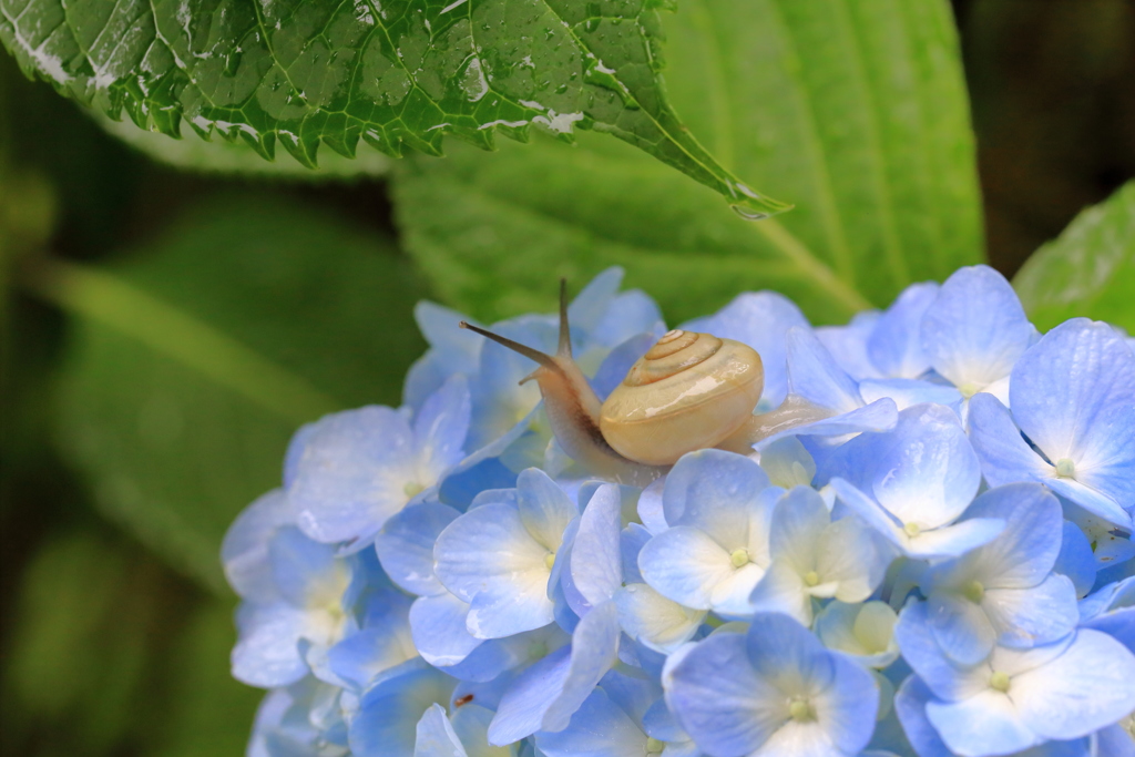 紫陽花とかたつむり