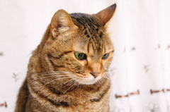neko