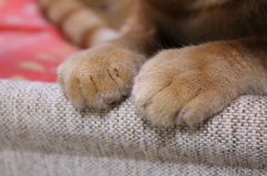 猫足