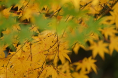 皇居の紅葉