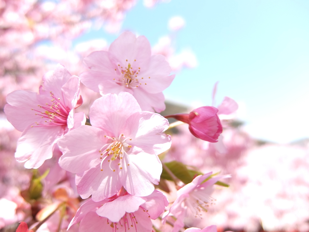 河津桜
