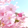 河津桜