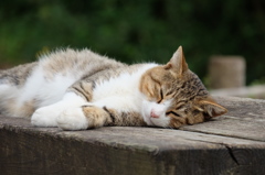 眠い...
