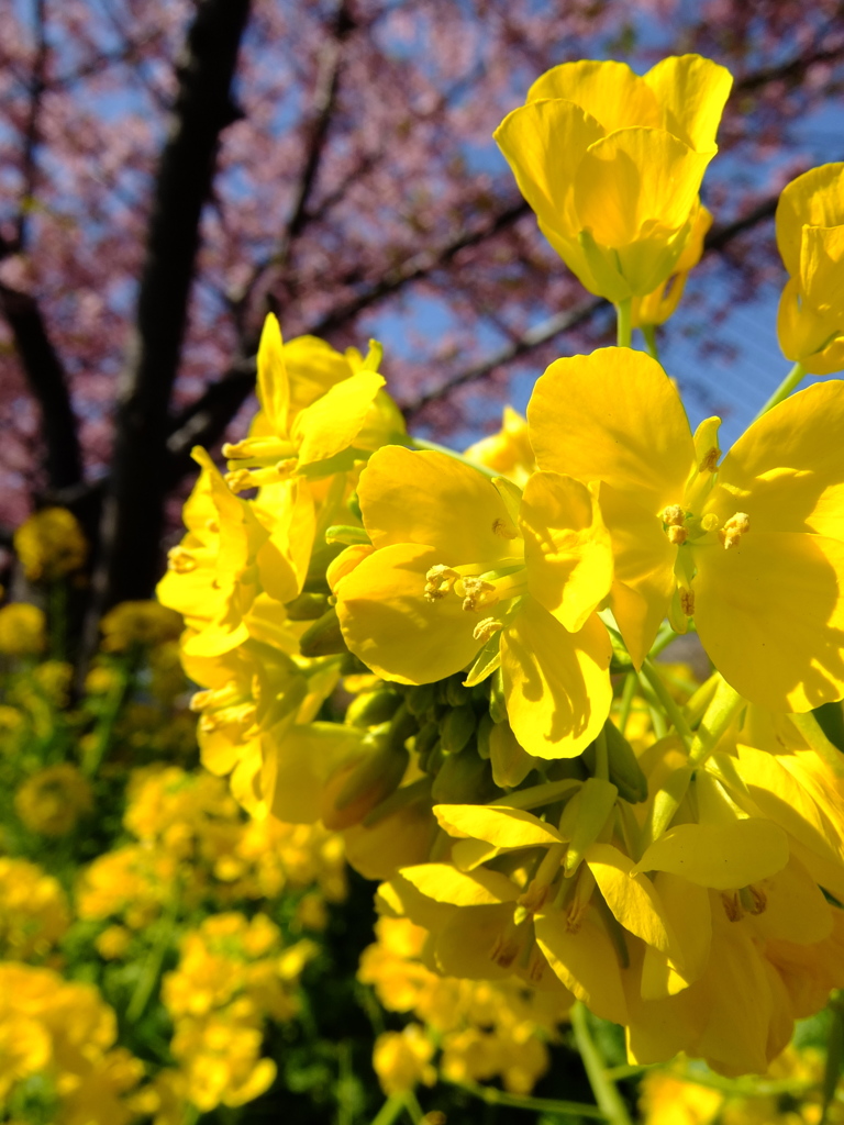菜の花と河津桜
