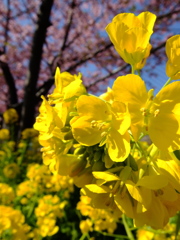 菜の花と河津桜