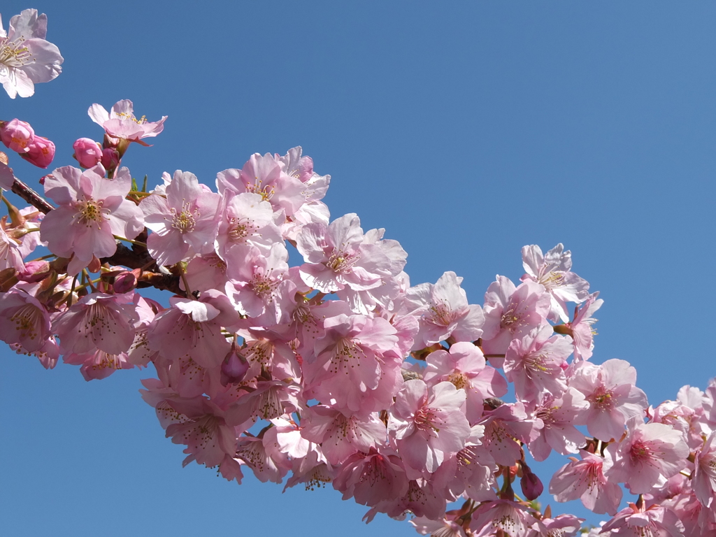 河津桜