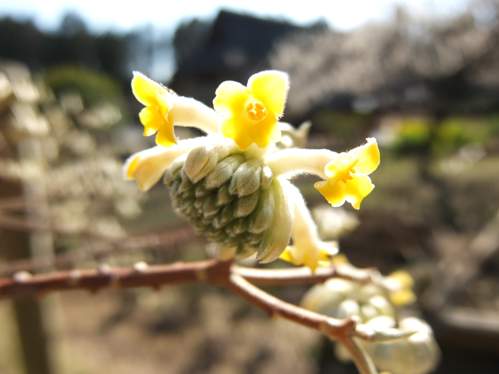ミツマタの花