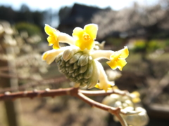 ミツマタの花