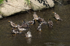 ムクドリの行水
