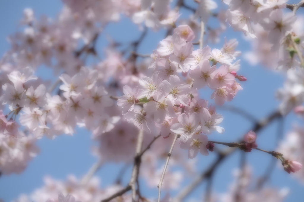 枝垂れ桜