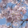 枝垂れ桜