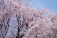 枝垂れ桜