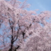 枝垂れ桜