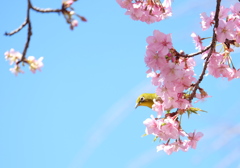 河津桜とメジロ