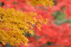 皇居の紅葉