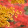 皇居の紅葉
