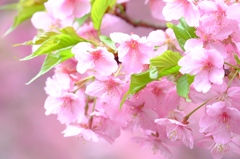 河津桜