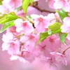 河津桜