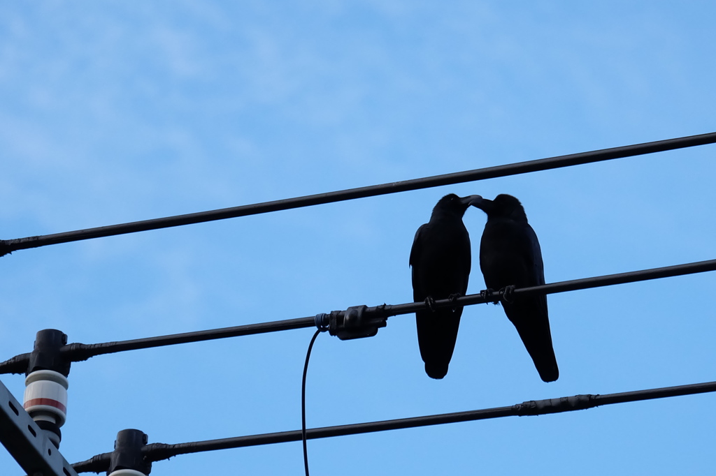 送電線上のアリア