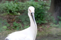 コウノトリ