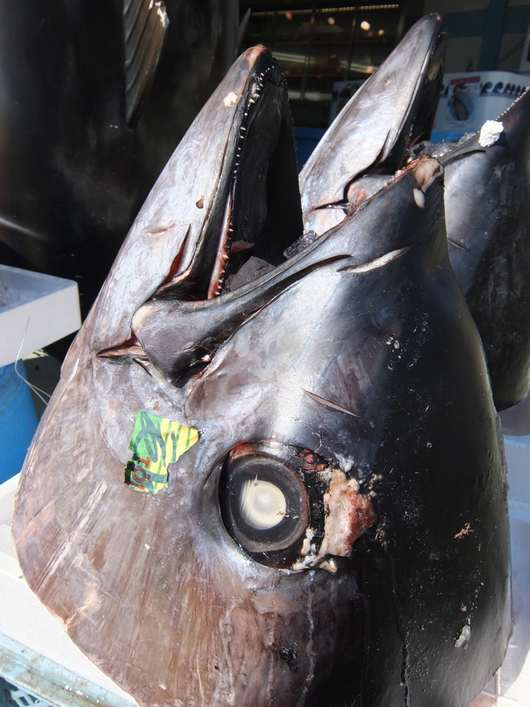 マグロのカブト