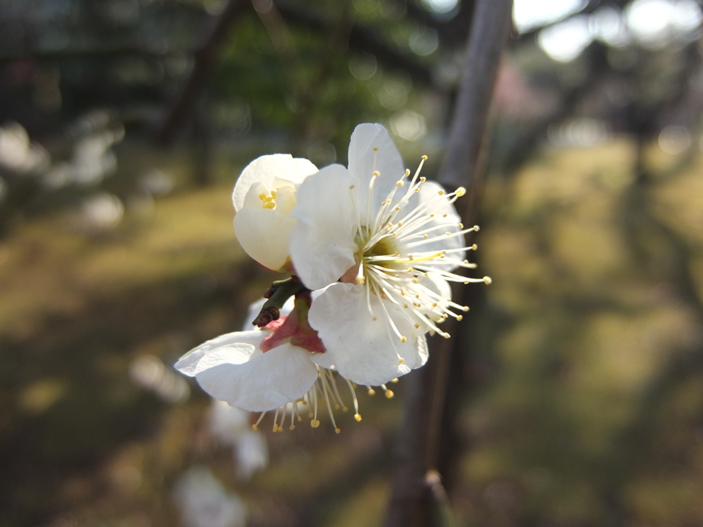 梅