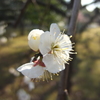 梅