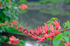 珊瑚紫豆