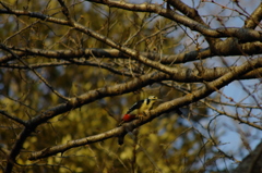 Great Spotted Woodpecker (enlarged)