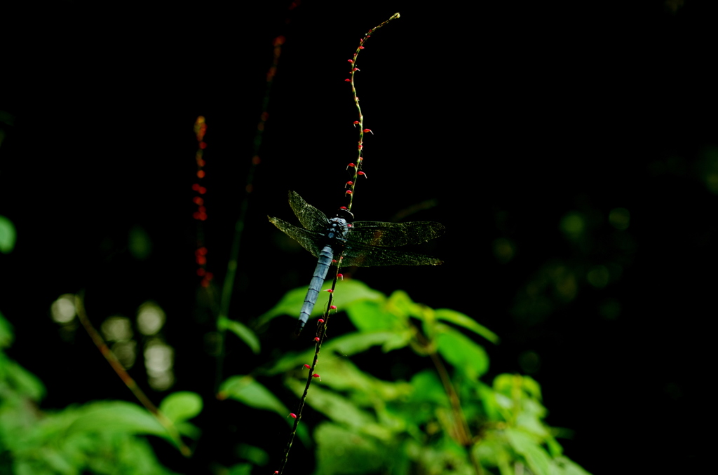 Orthetrum Albistylum