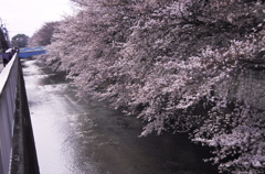 River of Sakura