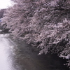 River of Sakura