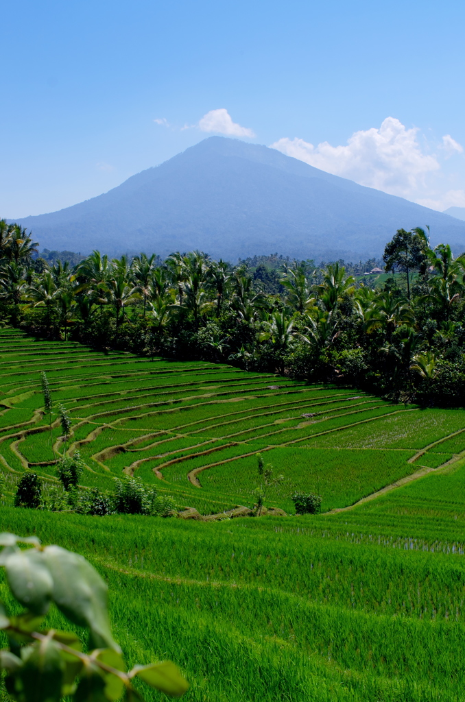 Mt. Batukaru (2,276m) beyond Rice Terrac