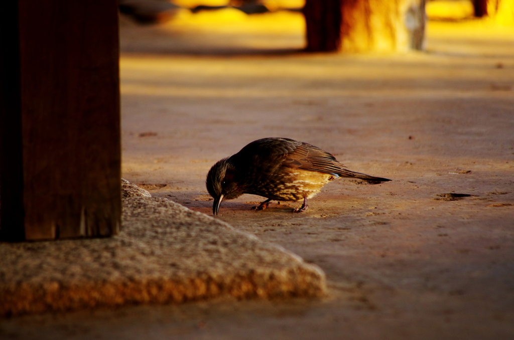 Peck, Peck