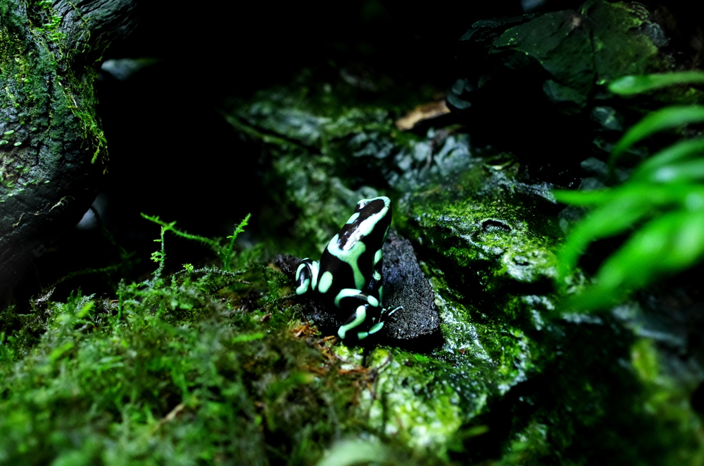 Camouflage